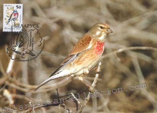 Linnet (Carduelis cannabina)